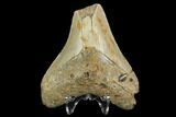Bargain, Fossil Megalodon Tooth - North Carolina #124768-2